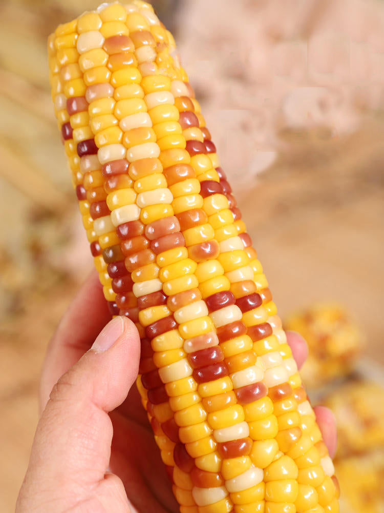 Colorful Glutinous Corn