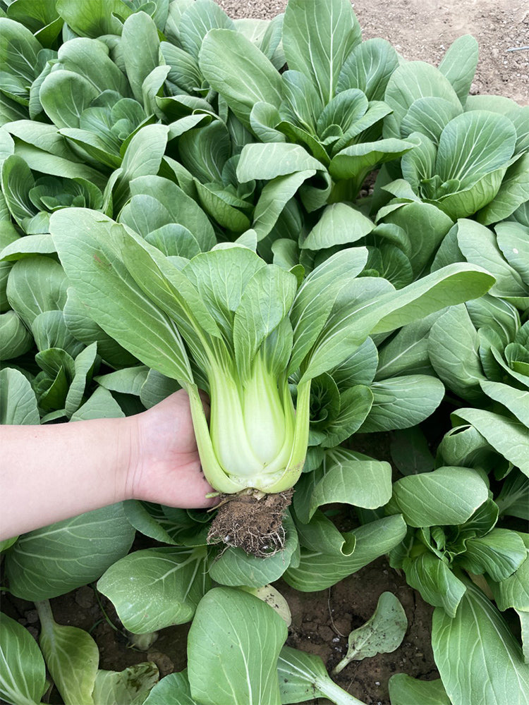 'Hezhiyuan' Shanghai Bok Choy