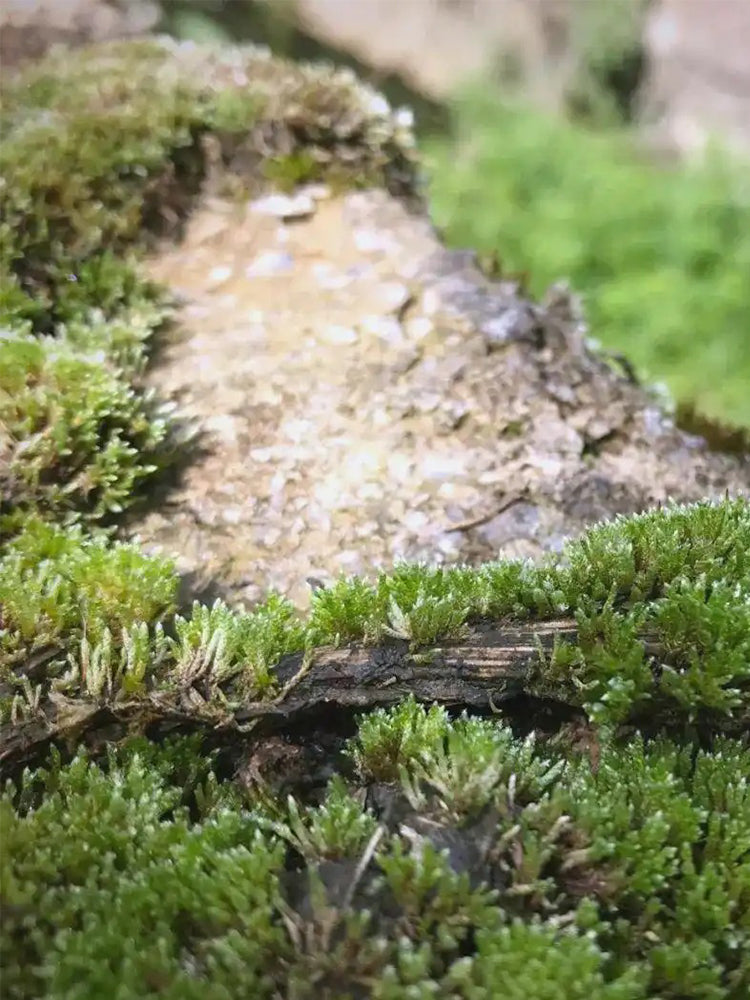 Silver Moss (Bryum argenteum)