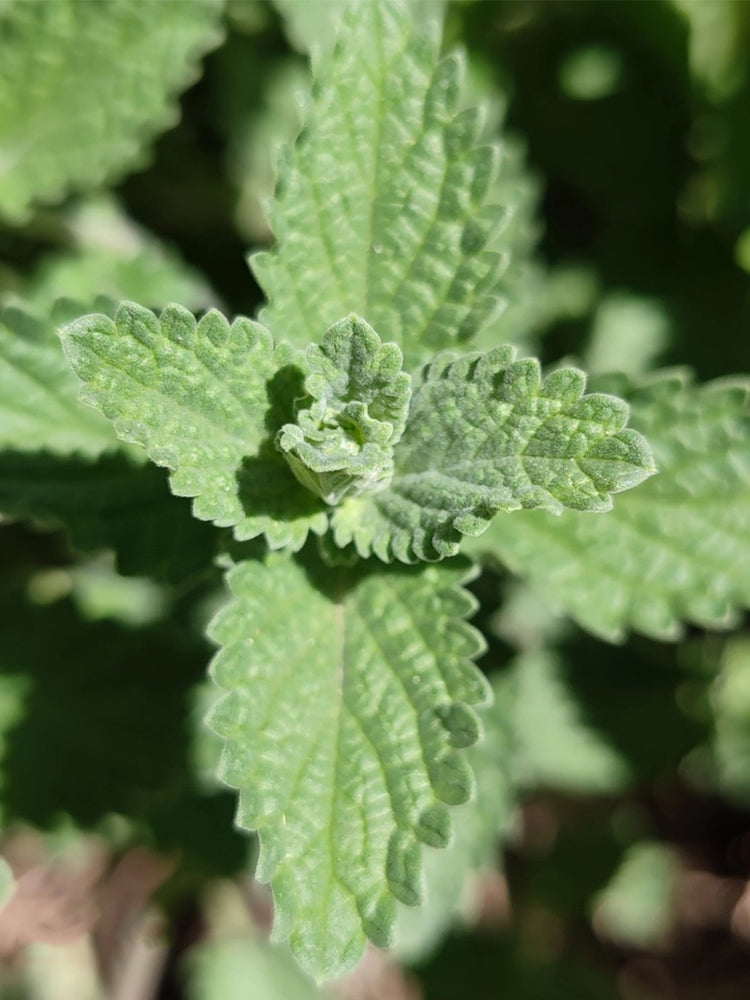 Fragrant Mint (Nepeta × faassenii)