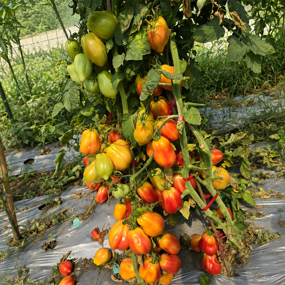 655 Rainbow Flavor Tomato