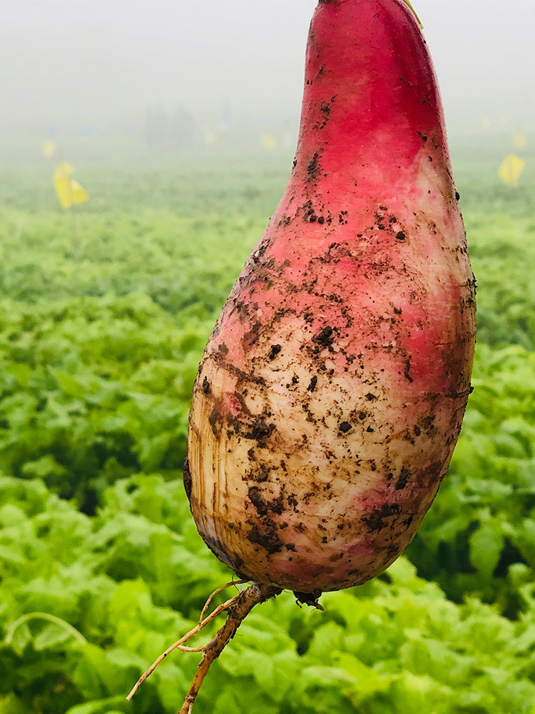 Sweet Pear' Radish (Raphanus sativus)