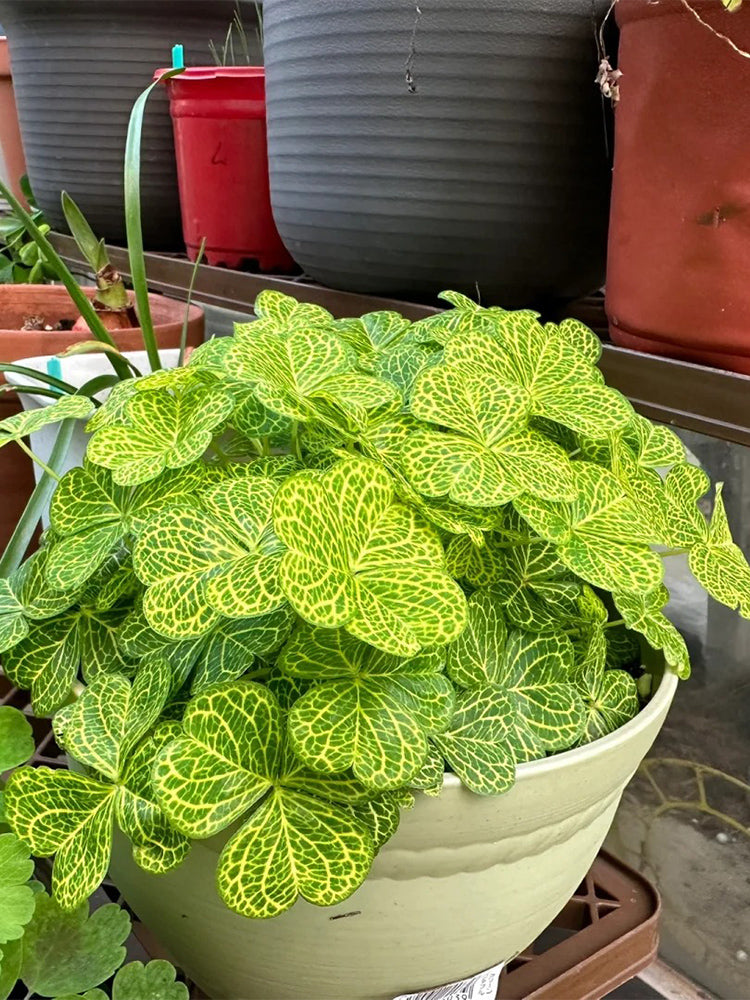 Oxalis corymbosa 'Aureo-reticulata'