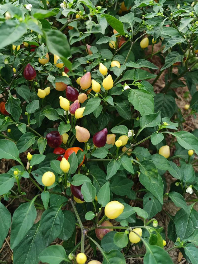 Pearl Multicolored Pepper