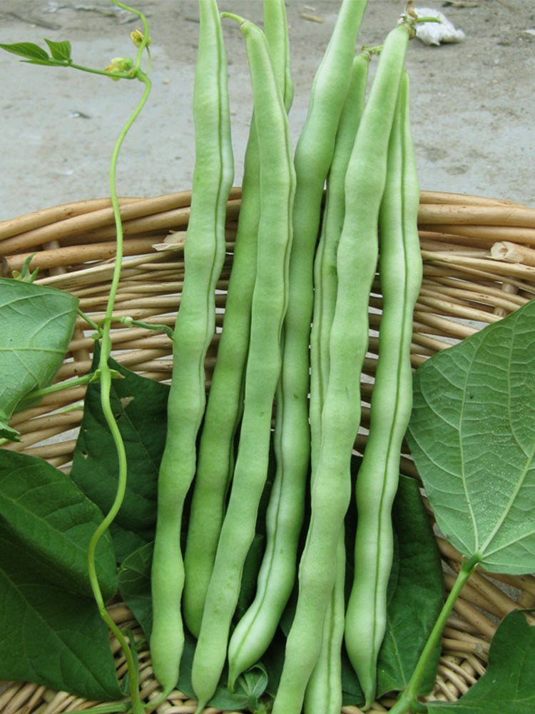 Huajun No.12 Kidney Beans