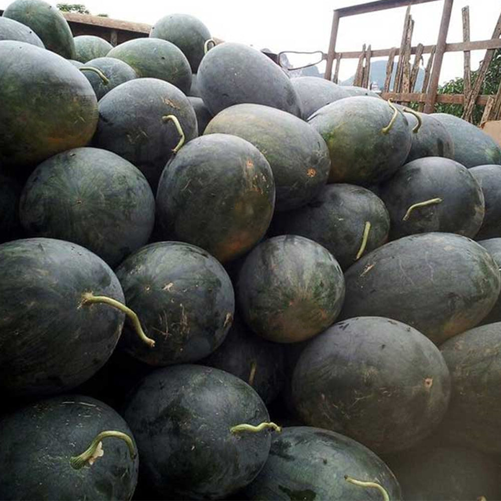 1 Bag (200 Seeds) of 'Yuanxing 25' Series Black Skin Yellow Flesh Watermelon Seeds