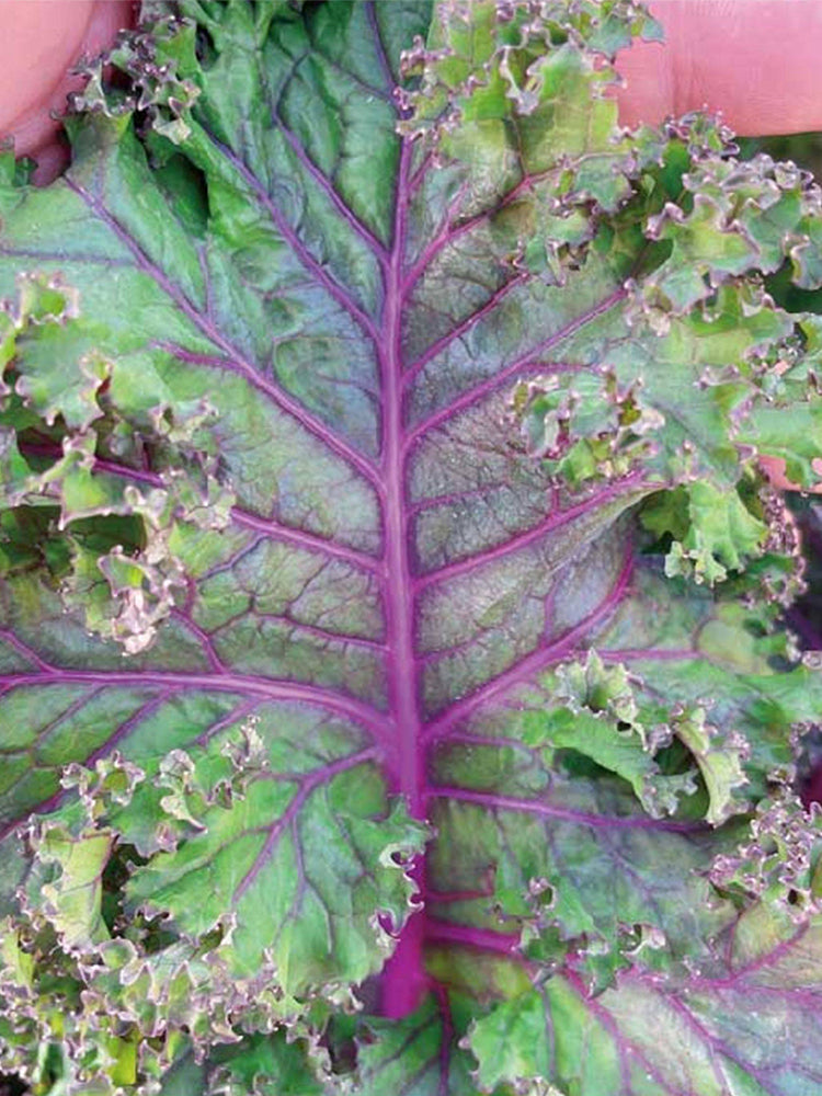 Purple Kale