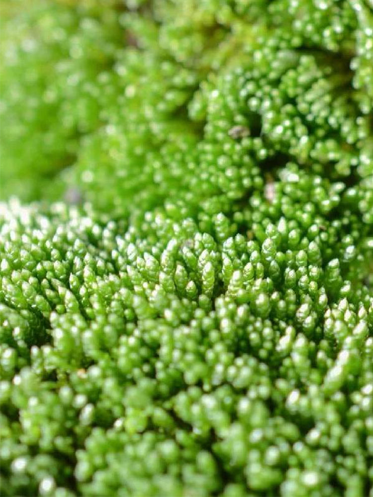 Silver Moss (Bryum argenteum)