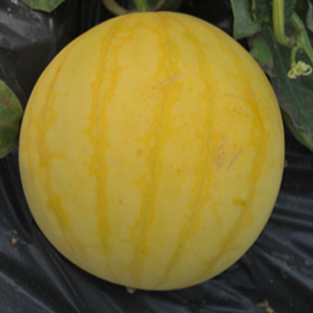 5 Bags (20 Seeds / Bag) of 'Golden Baby' Watermelon Seeds