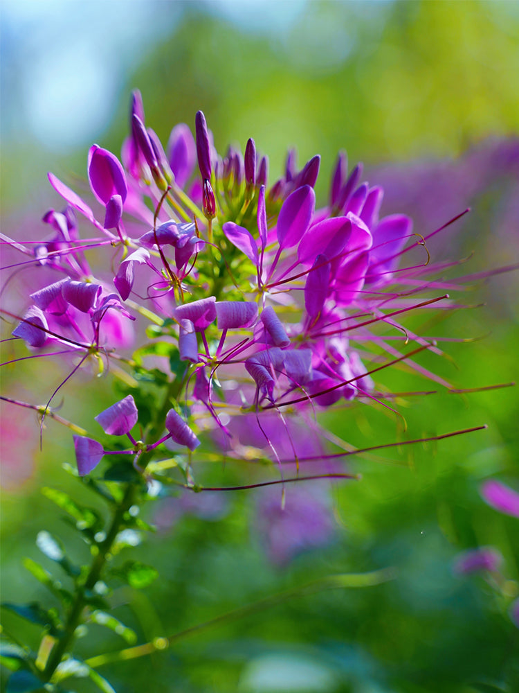 Purple Spider Flowers (Cleome houtteana)