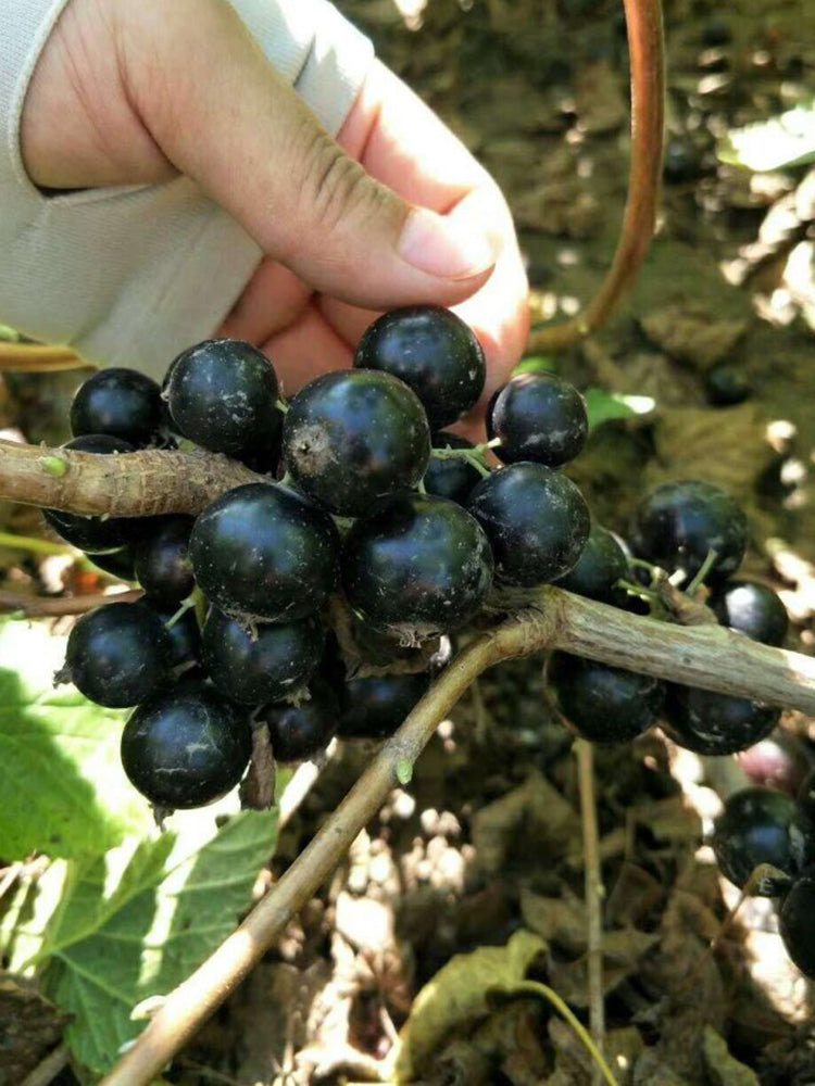 Black Currant
