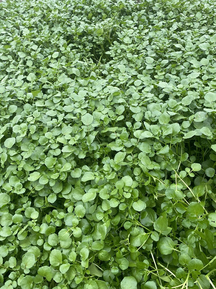 Watercress
