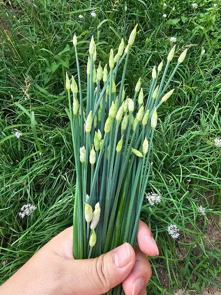 All-Season Garlic Chive Stalk