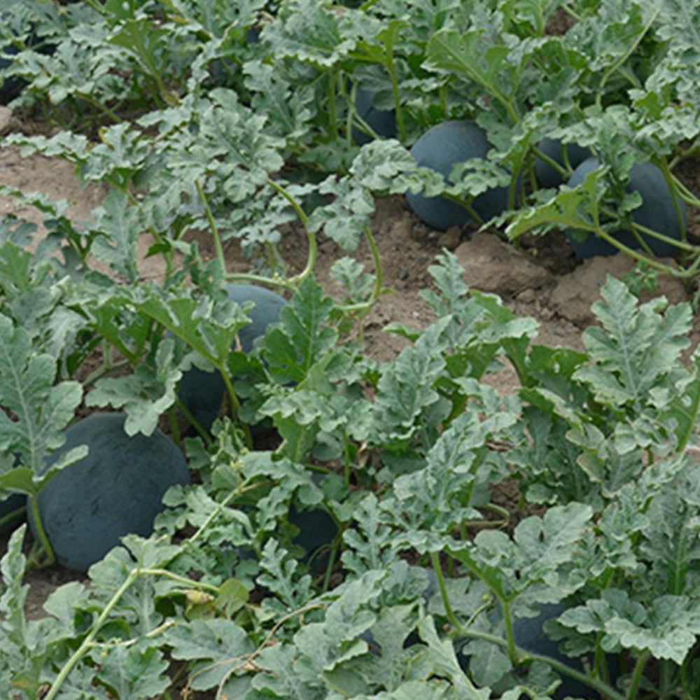2 Bags (10g / Bag) of 'Black Tyrant' Super-sweet Watermelon Seeds