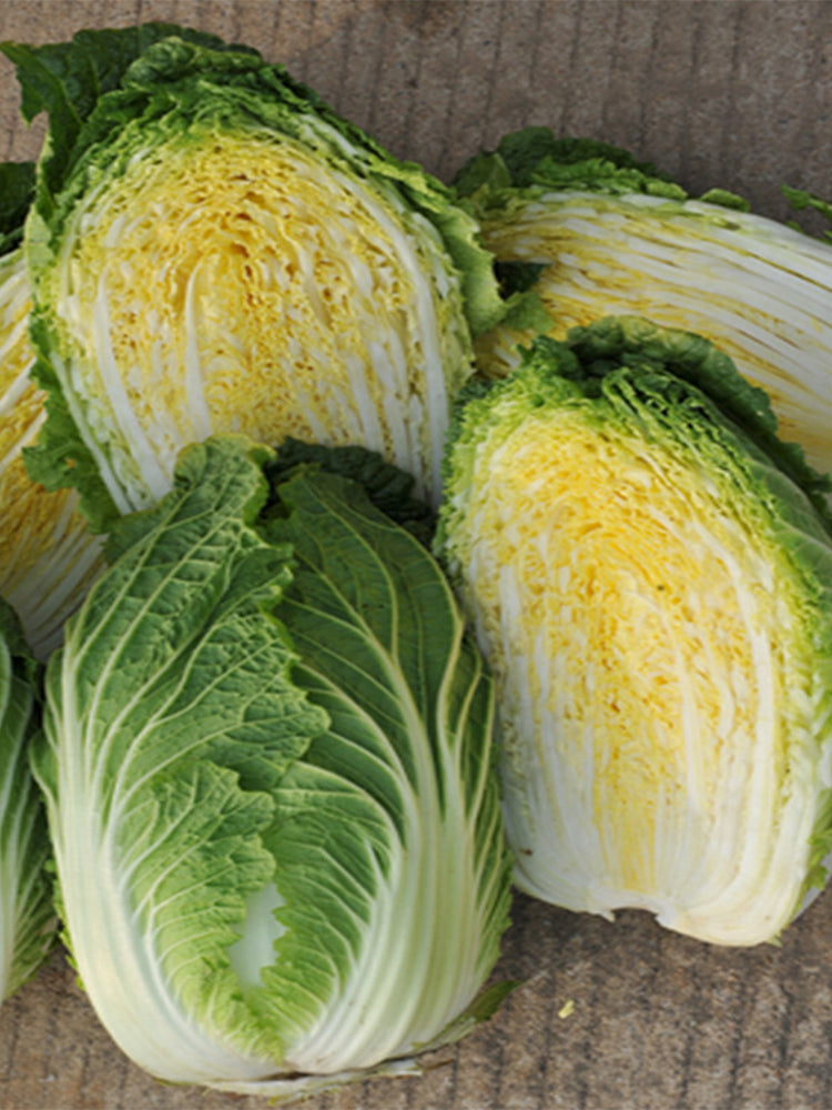 Golden Phoenix Chinese Cabbage