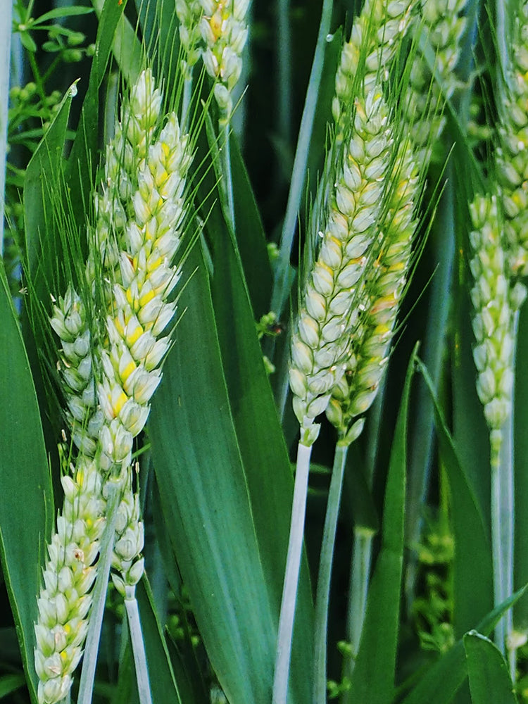 Barley