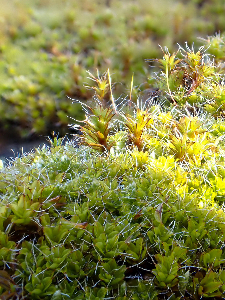 Twisted Moss (Syntrichia ruralis)