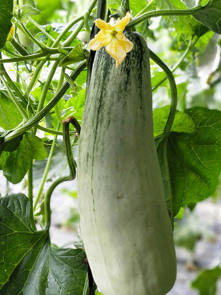 Flying 61' Yangjiao Melon