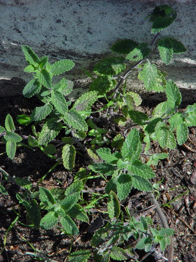 Fragrant Mint (Nepeta × faassenii)