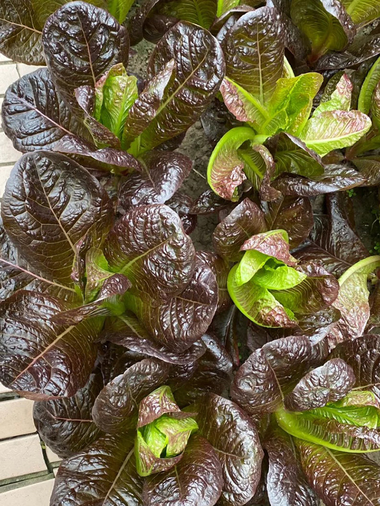 'Creamy Peacock' Lettuce