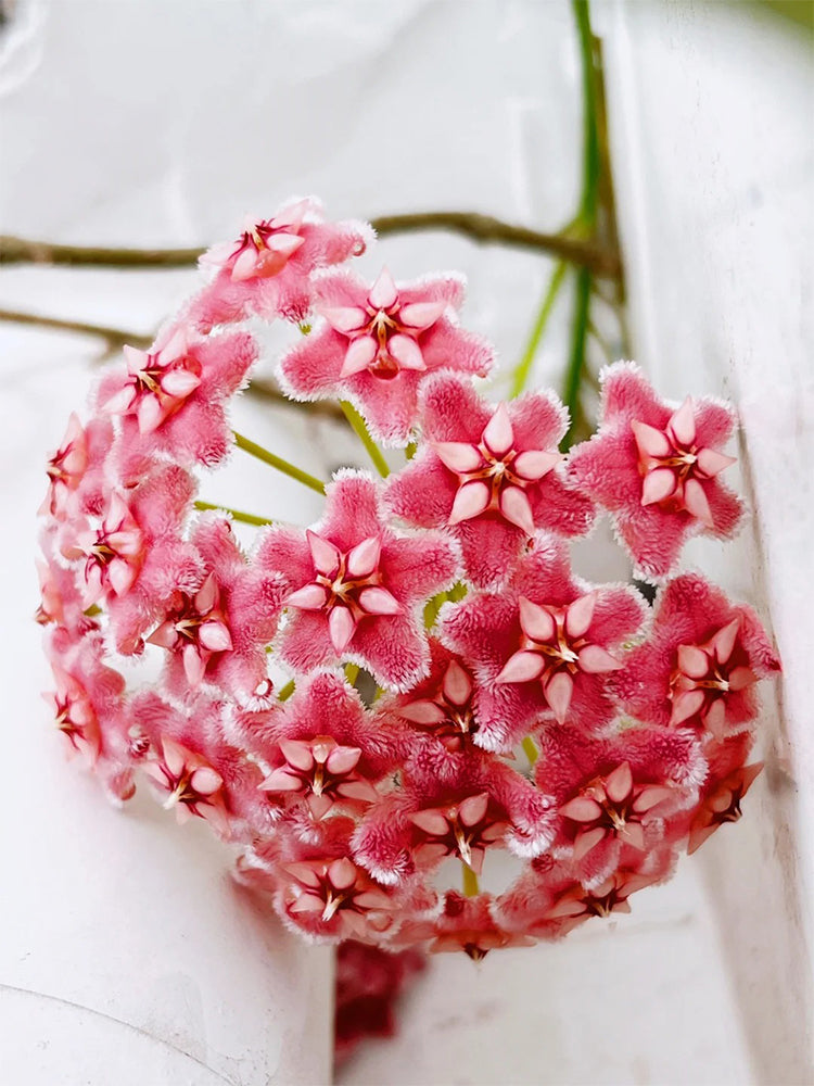 Hoya pubicalyx 'Pink Dragon' Unrooted Stem Cuttings