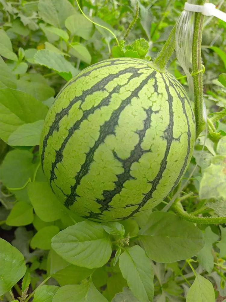 "Meihui 007" Watermelons