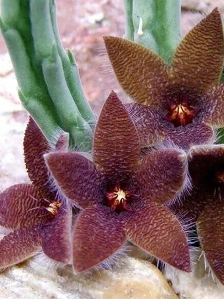Carrion Flower (Stapelia spp.)