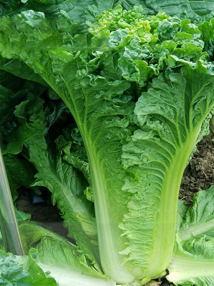 Jinkang 75 Chinese Cabbage