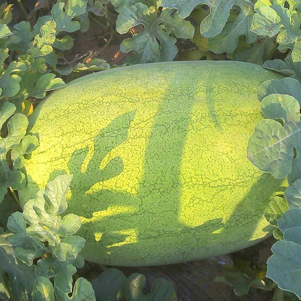5 Bags (50 Seeds / Bag) 'Green Emperor' Watermelon Seeds