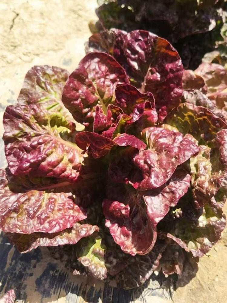 Coffee-colored Butter Lettuce