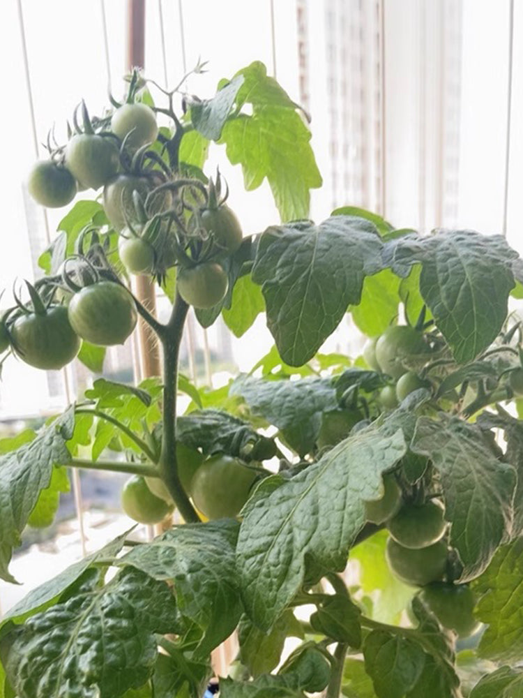 'Fat Frog' Micro Dwarf Tomato