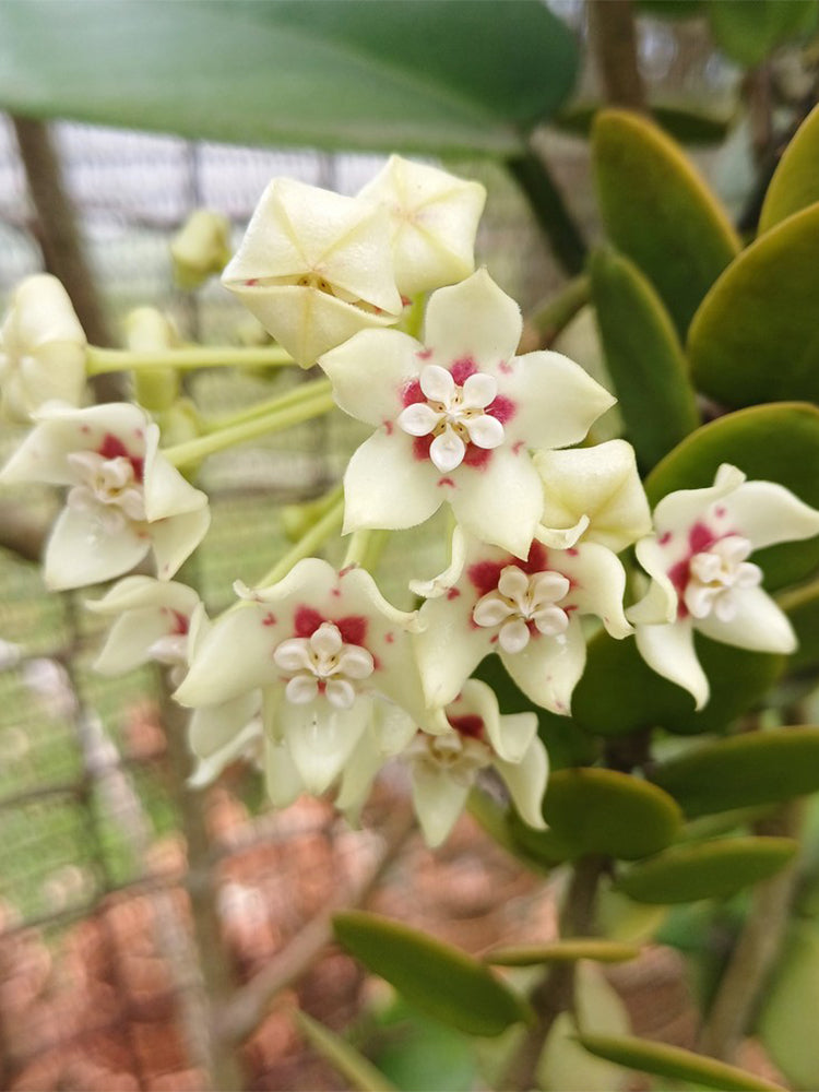 Hoya australis Unrooted Stem Cuttings
