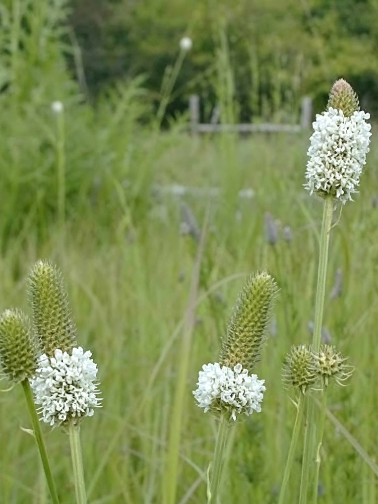 White Prairie Clover