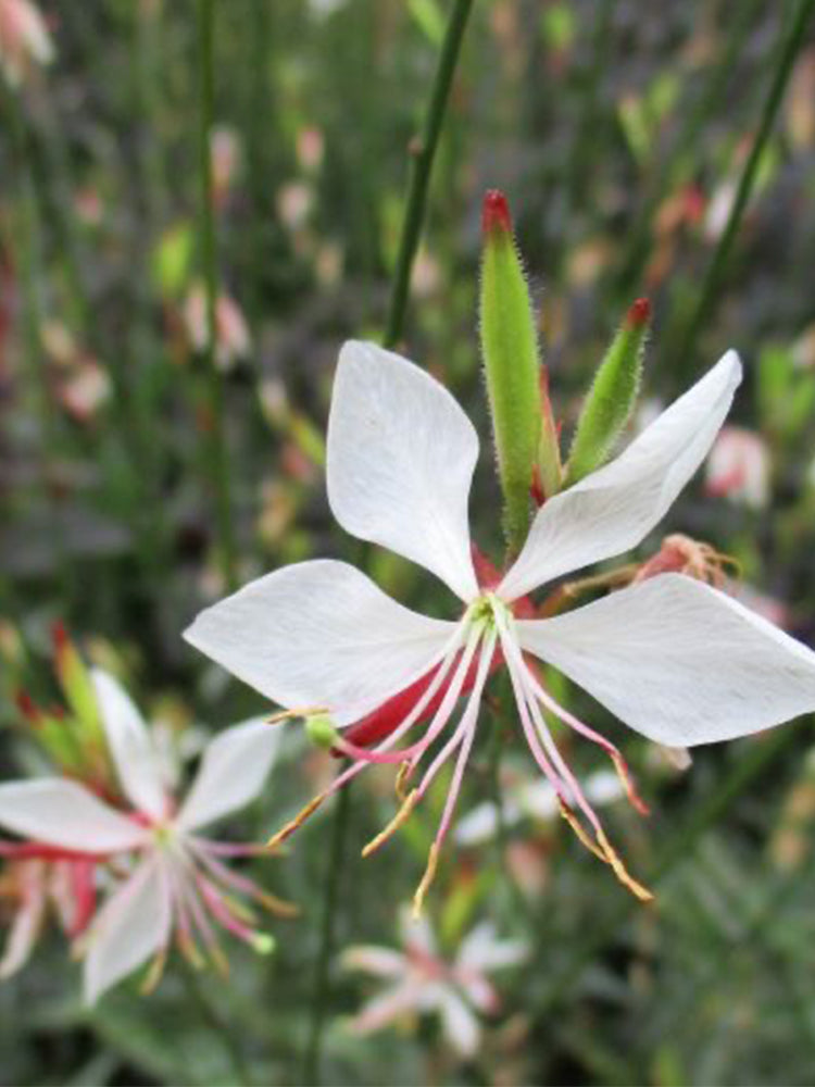 White Gaura (Gaura lindheimeri)