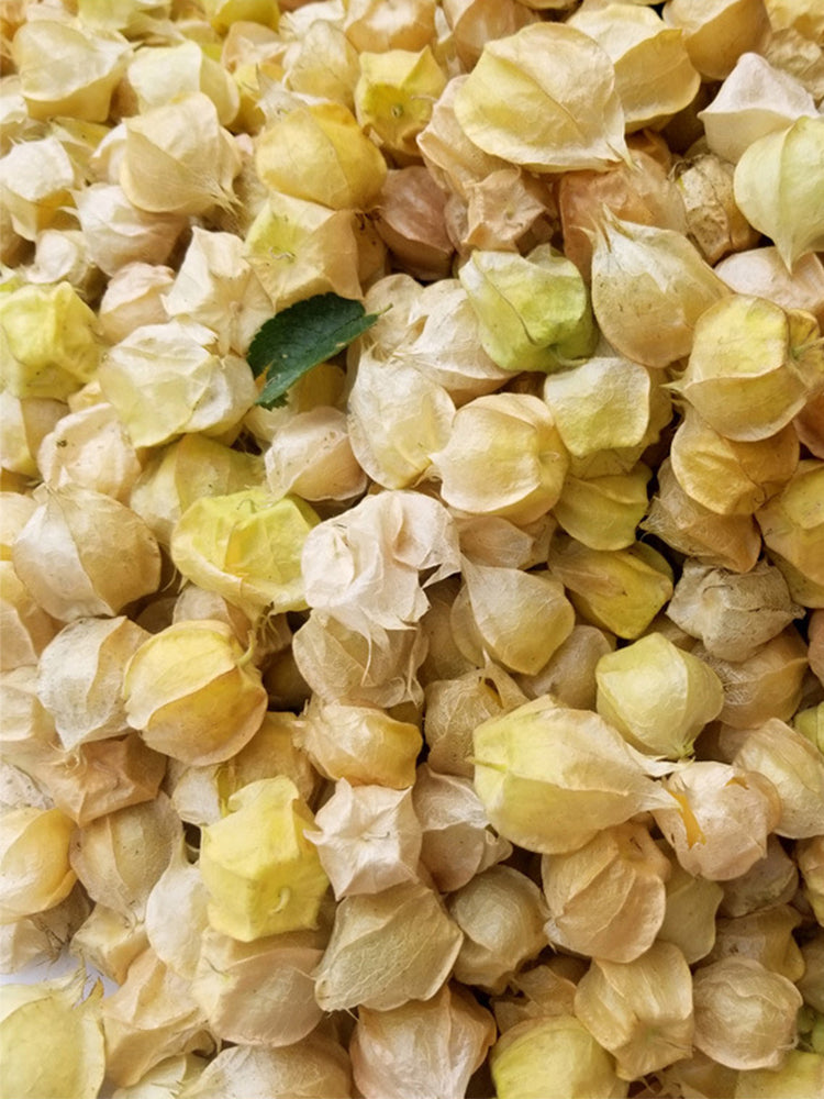 Groundcherry (Physalis pubescens)