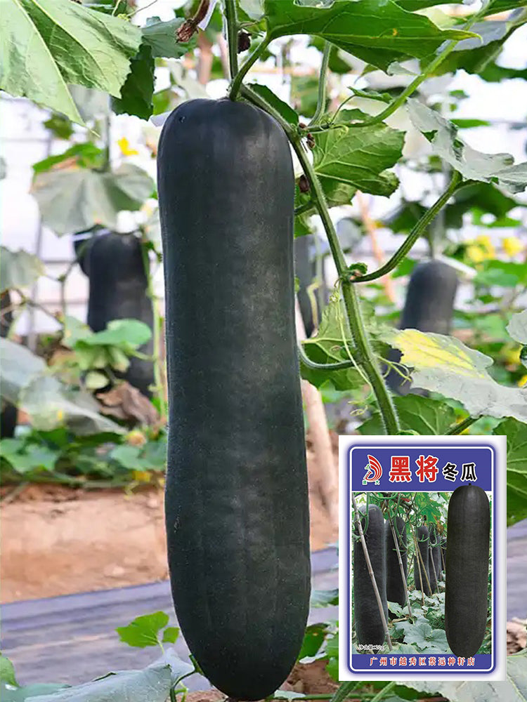 Black General Wax Gourds