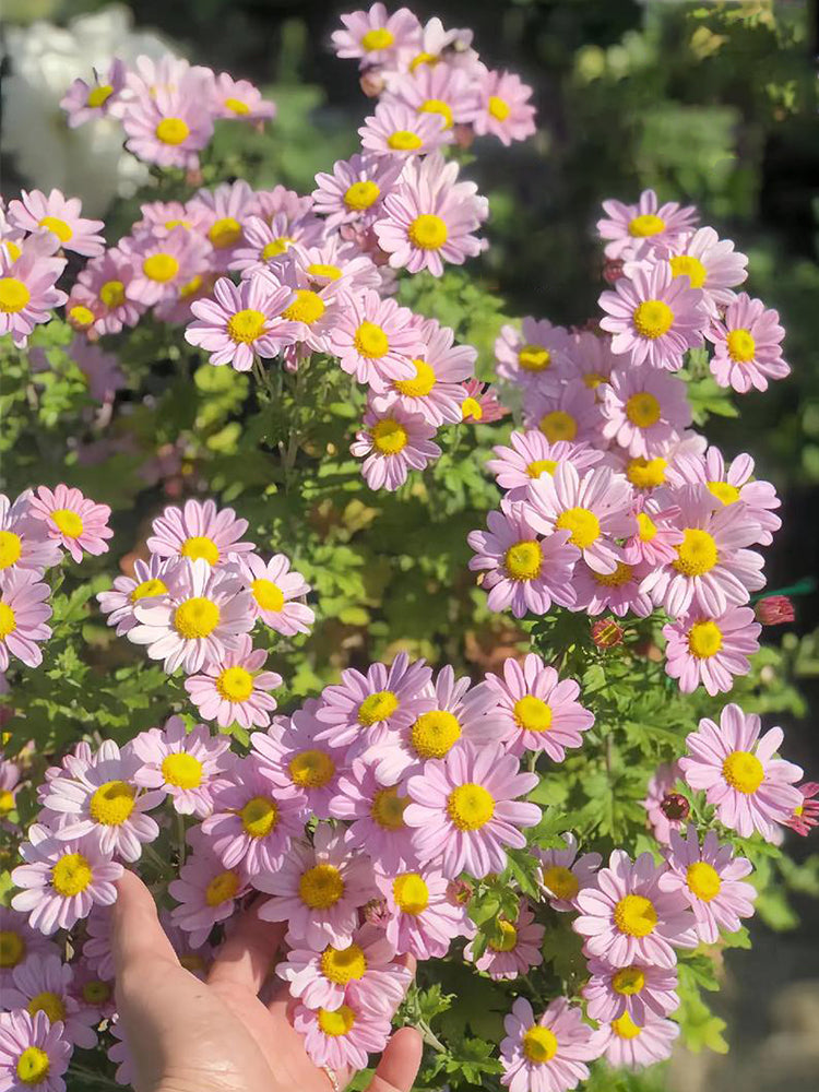 Painted Daisy (Tanacetum coccineum)