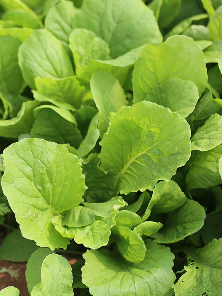 Four Seasons Bok Choy