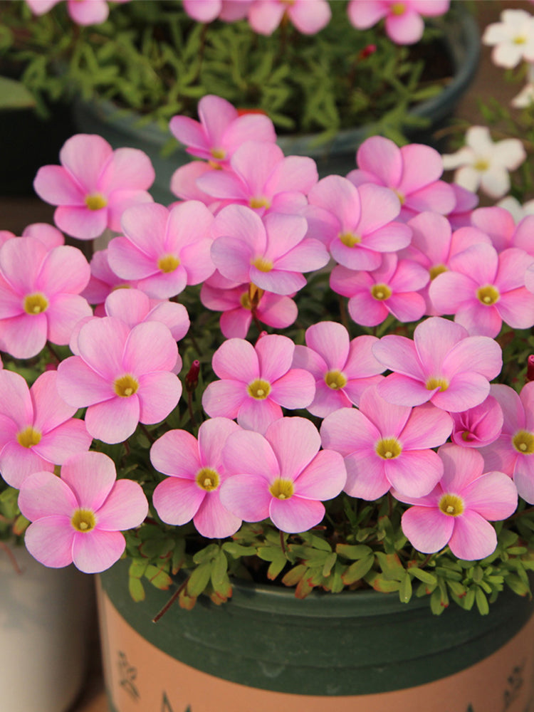 Oxalis glabra Series Bulb - 'Winter Dream'