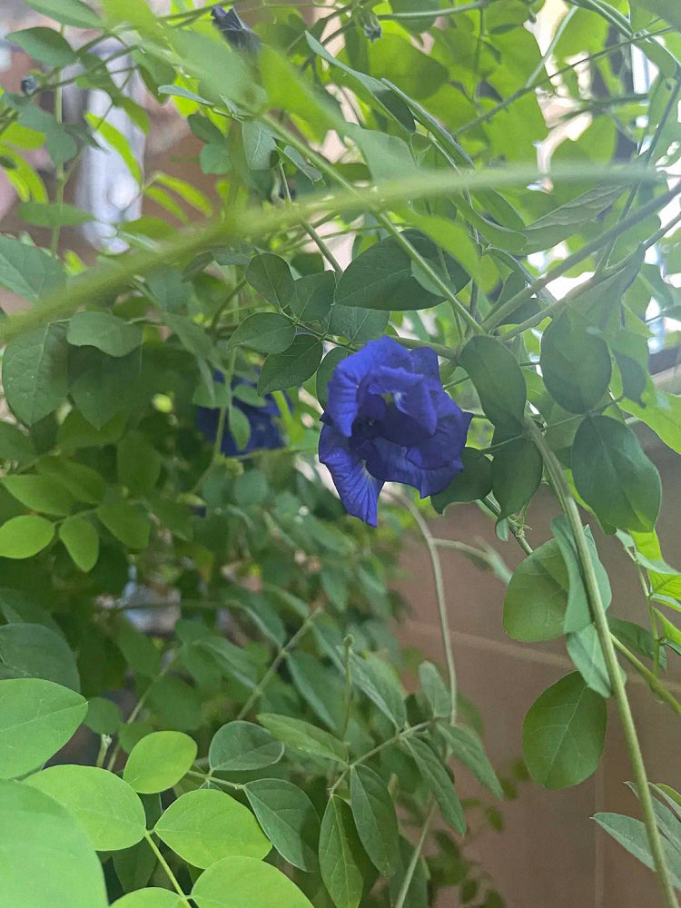 Butterfly pea (Clitoria ternatea 'Pleniflora')