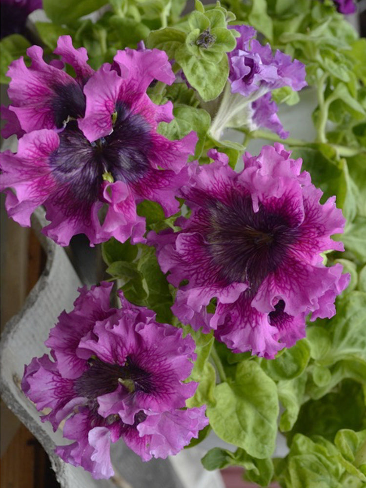 Petunia Seeds, 'Superbissima Nana Wine Red'