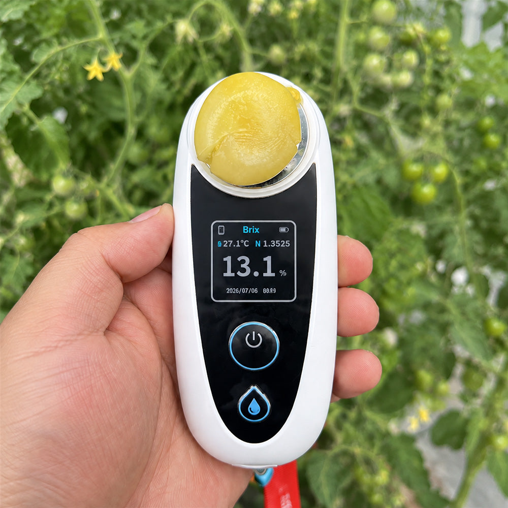 W1310 Yueluxiang F1 White Cherry Tomato
