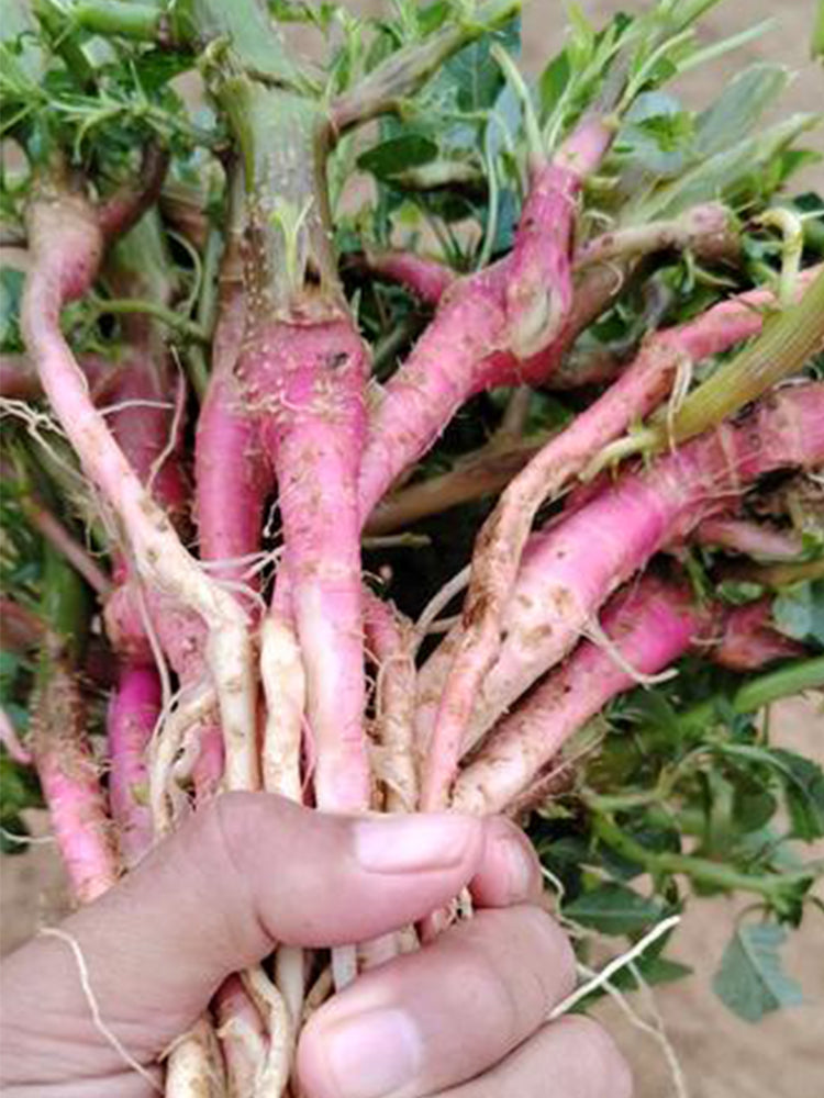 Spiny Amaranth (Amaranthus spinosus)