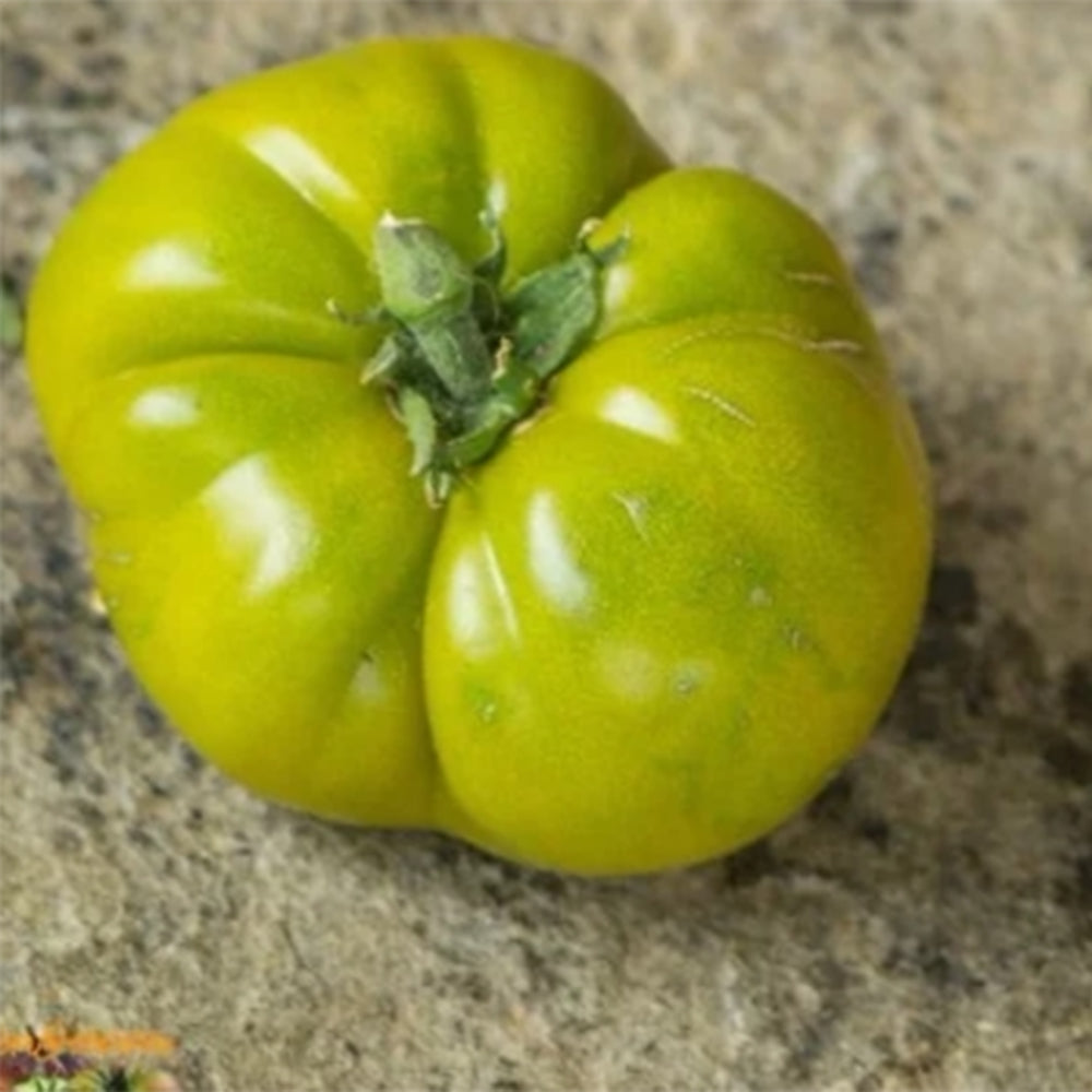 735 Dwarf Green Giant Tomato