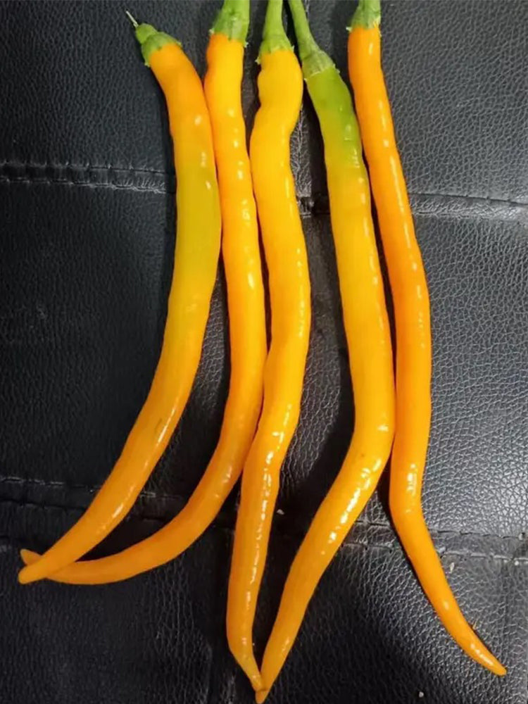 Huangdi Linear Chili Pepper