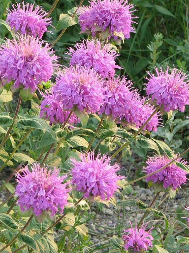 Hezhichun Bee Balm