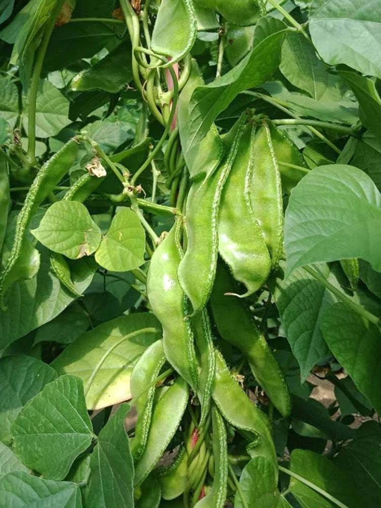 Green Hyacinth Beans
