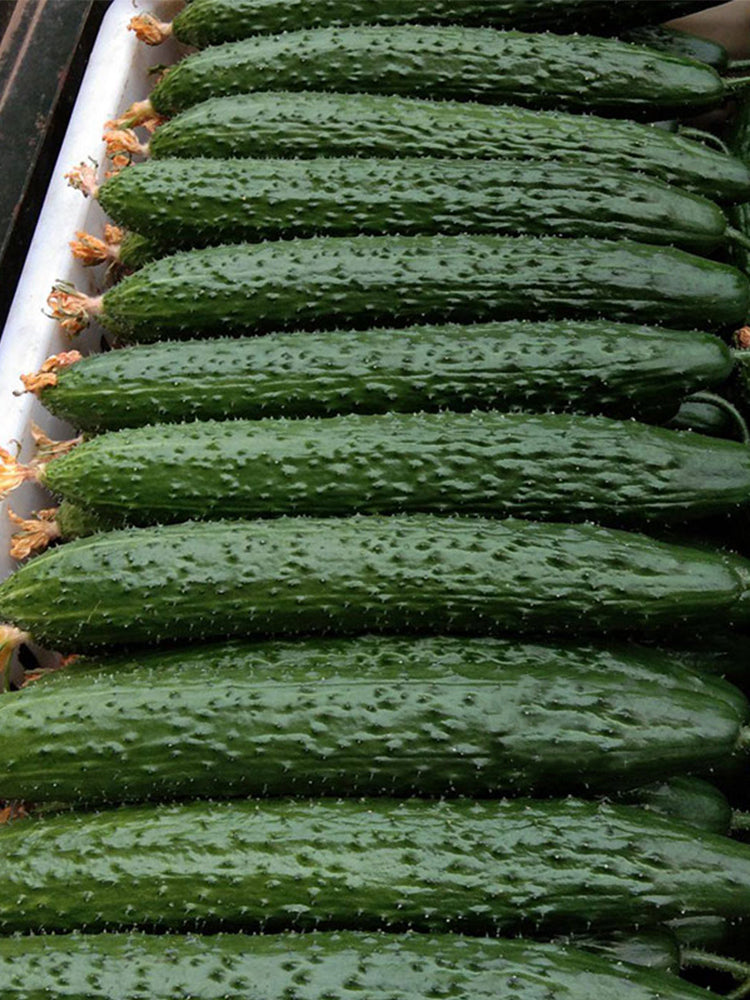 'Fuyang 35' F1 Cucumbers (Cucumis sativus)
