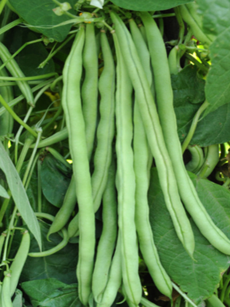 Red-flowered Snap Beans