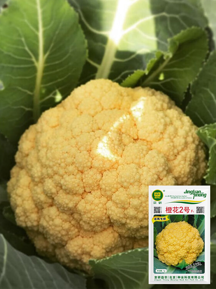 Orange Flower No.2 Cauliflowers